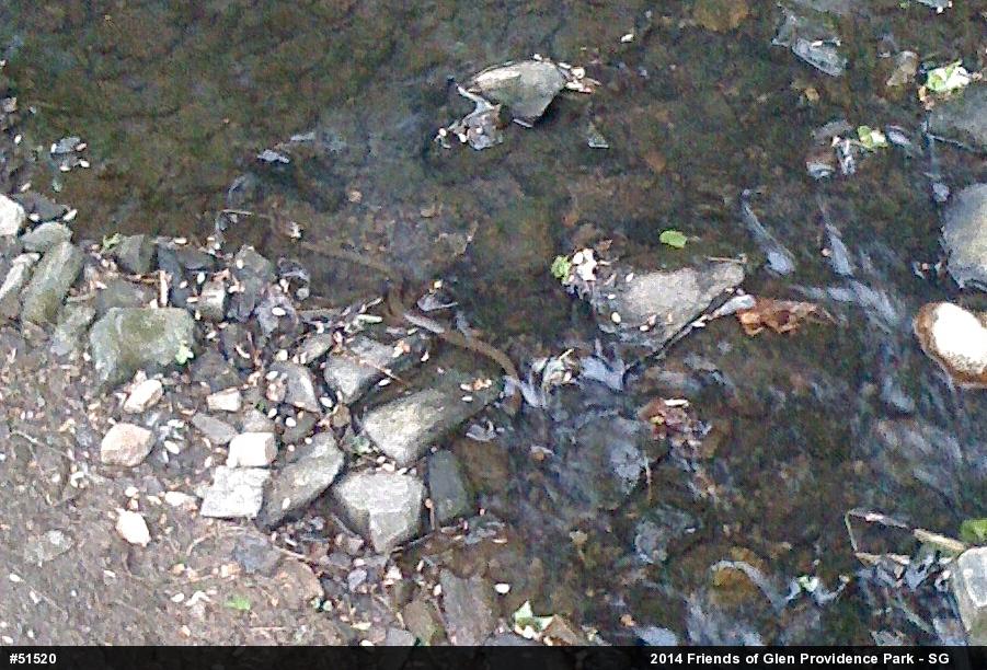 Northern Watersnake