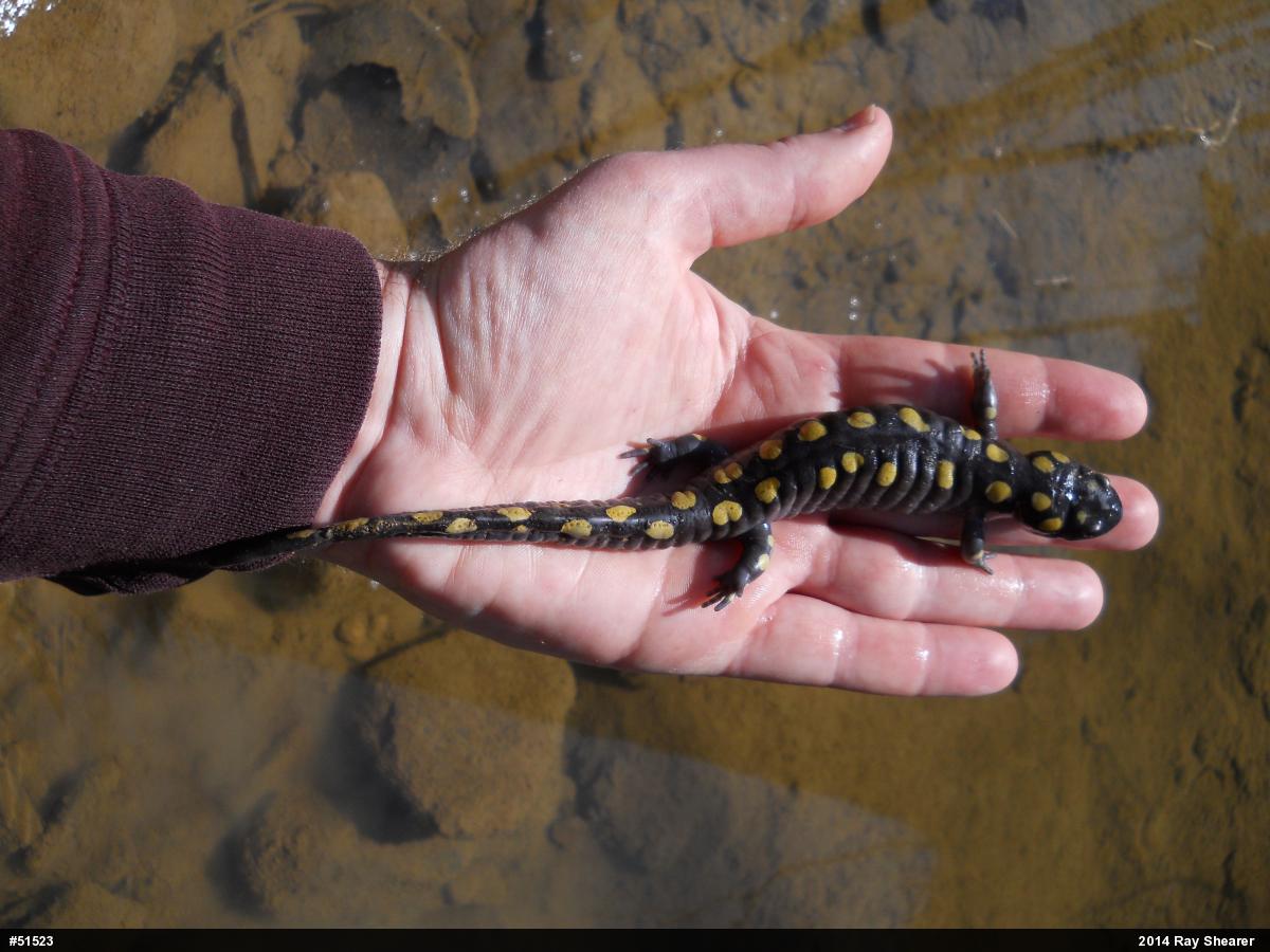 Spotted Salamander