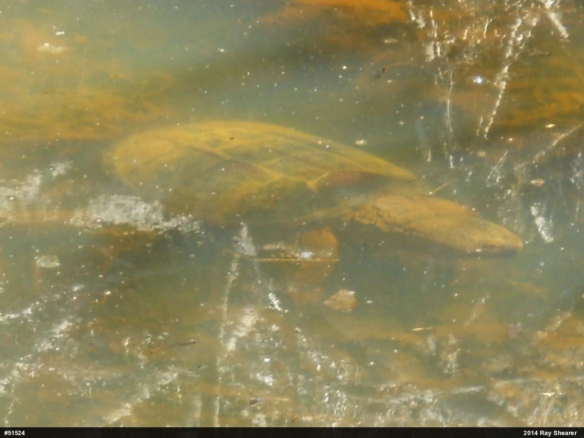 Snapping Turtle