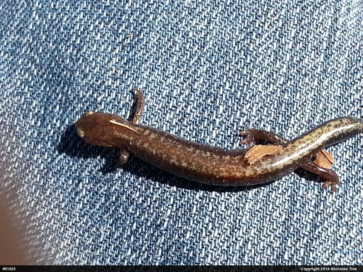 Eastern Red-backed  Salamander
