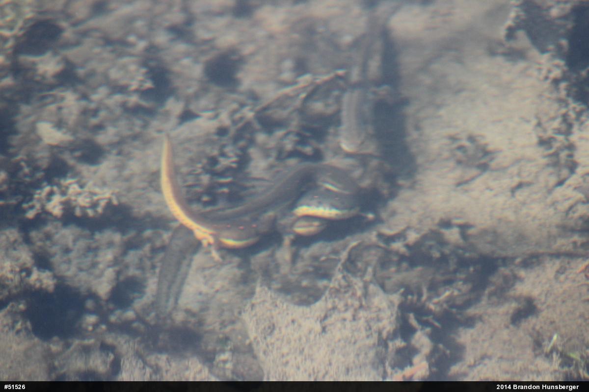 Red-spotted Newt