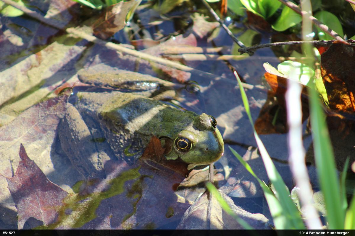 Green Frog