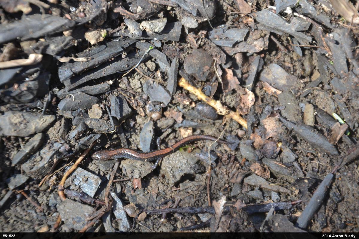 Eastern Red-backed  Salamander