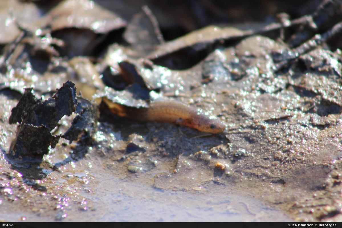 Northern Spring Salamander