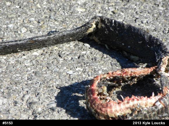 Eastern Ratsnake
