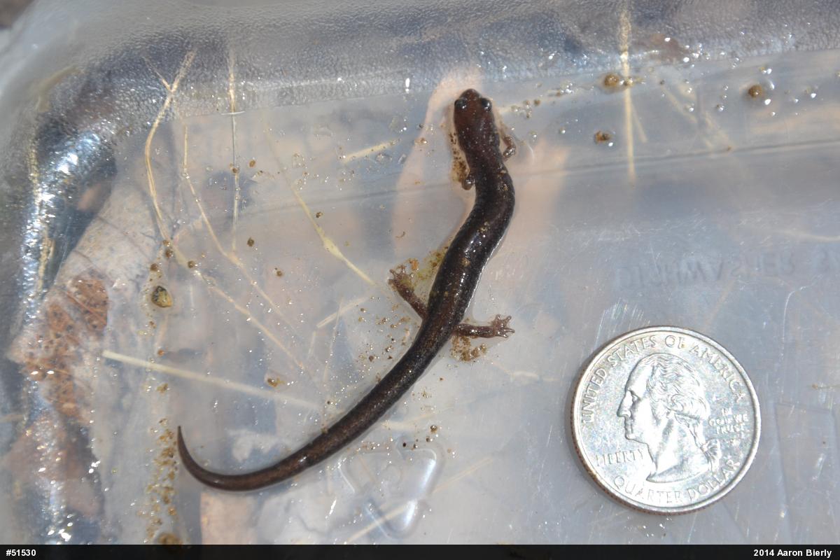 Woodland Salamanders