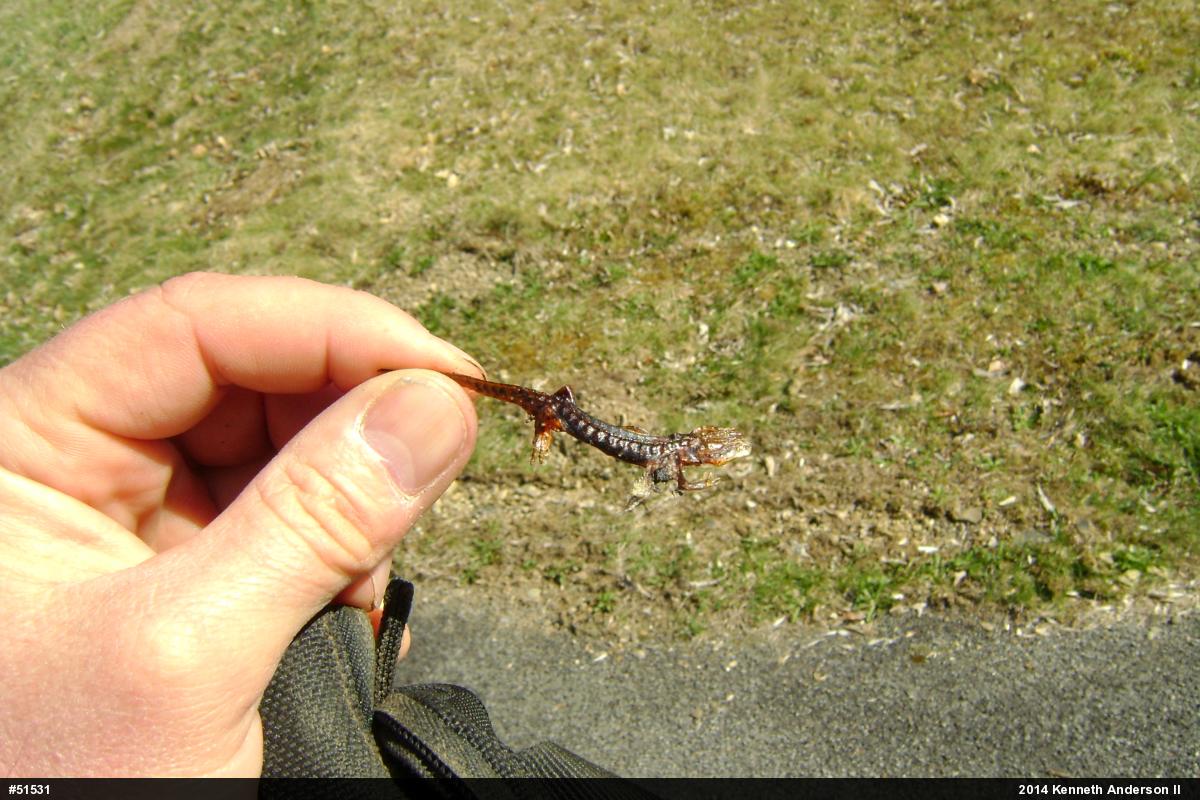 Red-spotted Newt