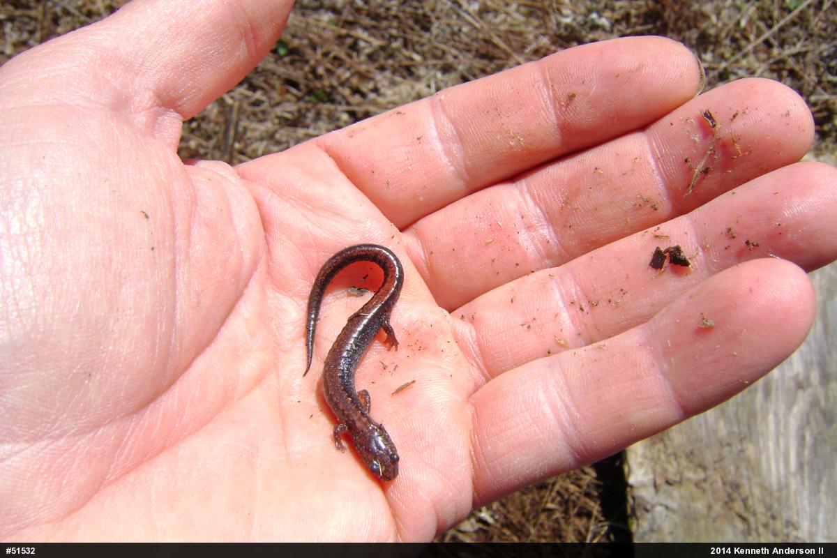 Eastern Red-backed  Salamander