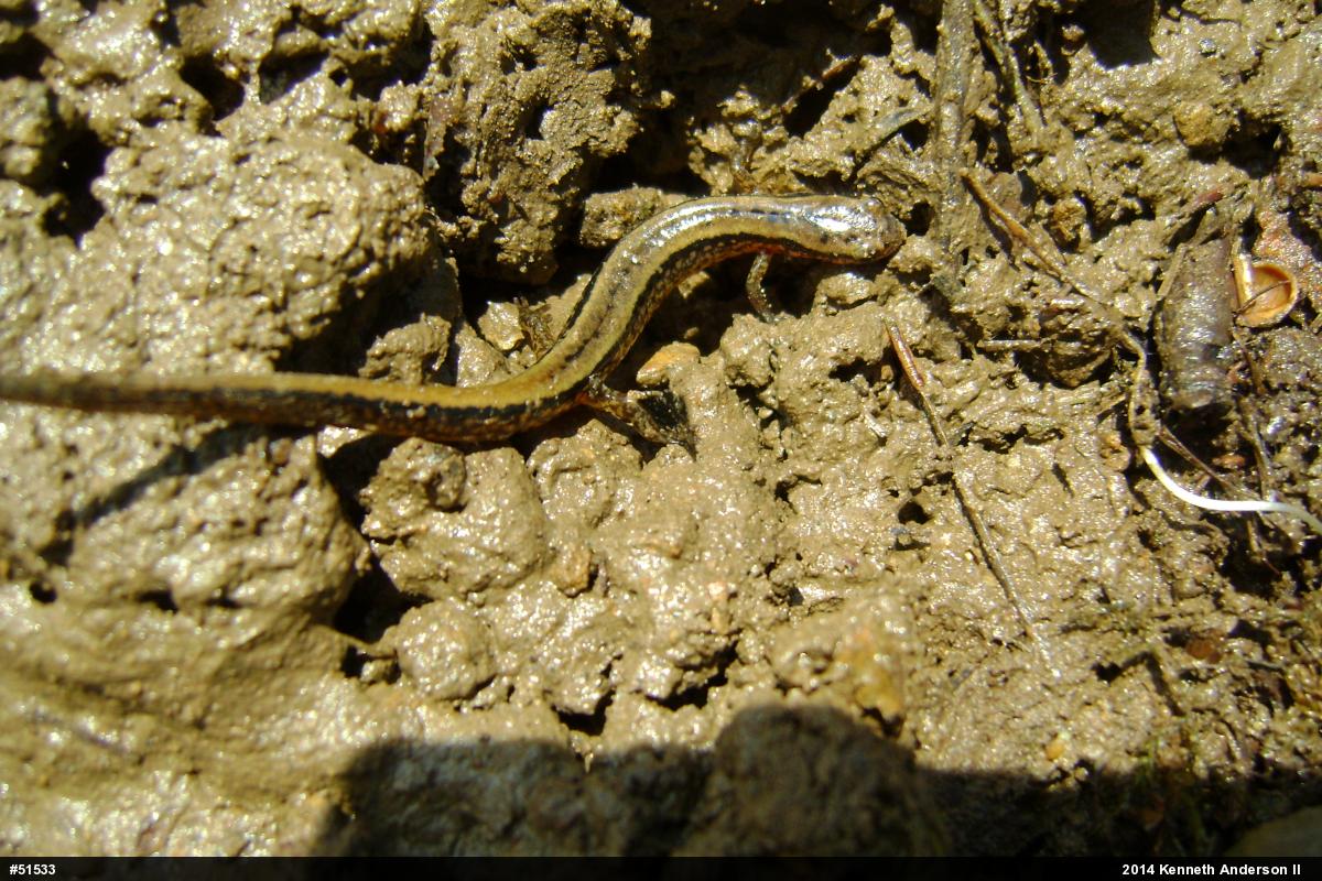 Northern Two-lined Salamander