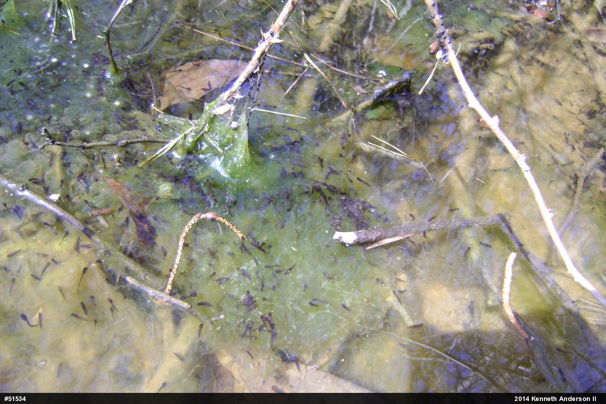 Wood Frog