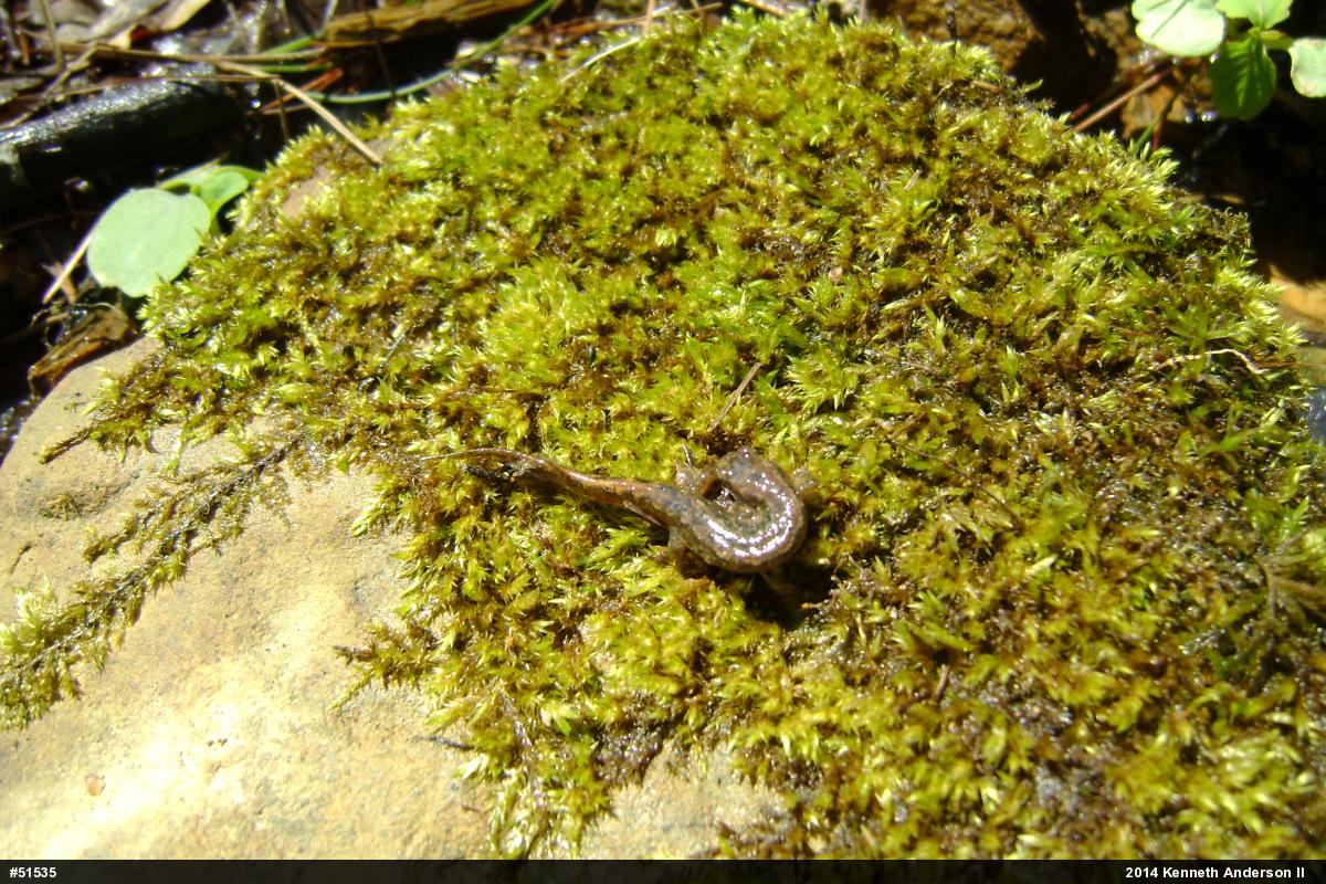 Northern Dusky Salamander