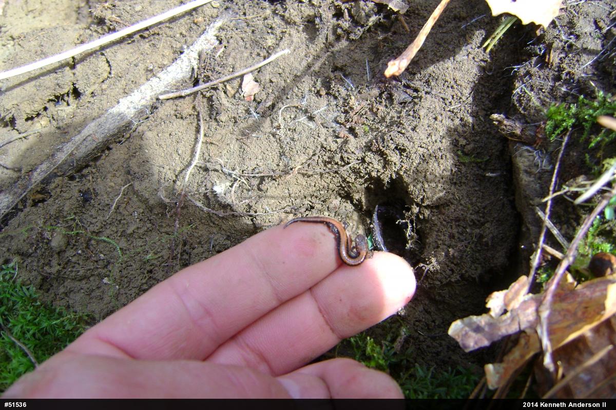 Eastern Red-backed  Salamander