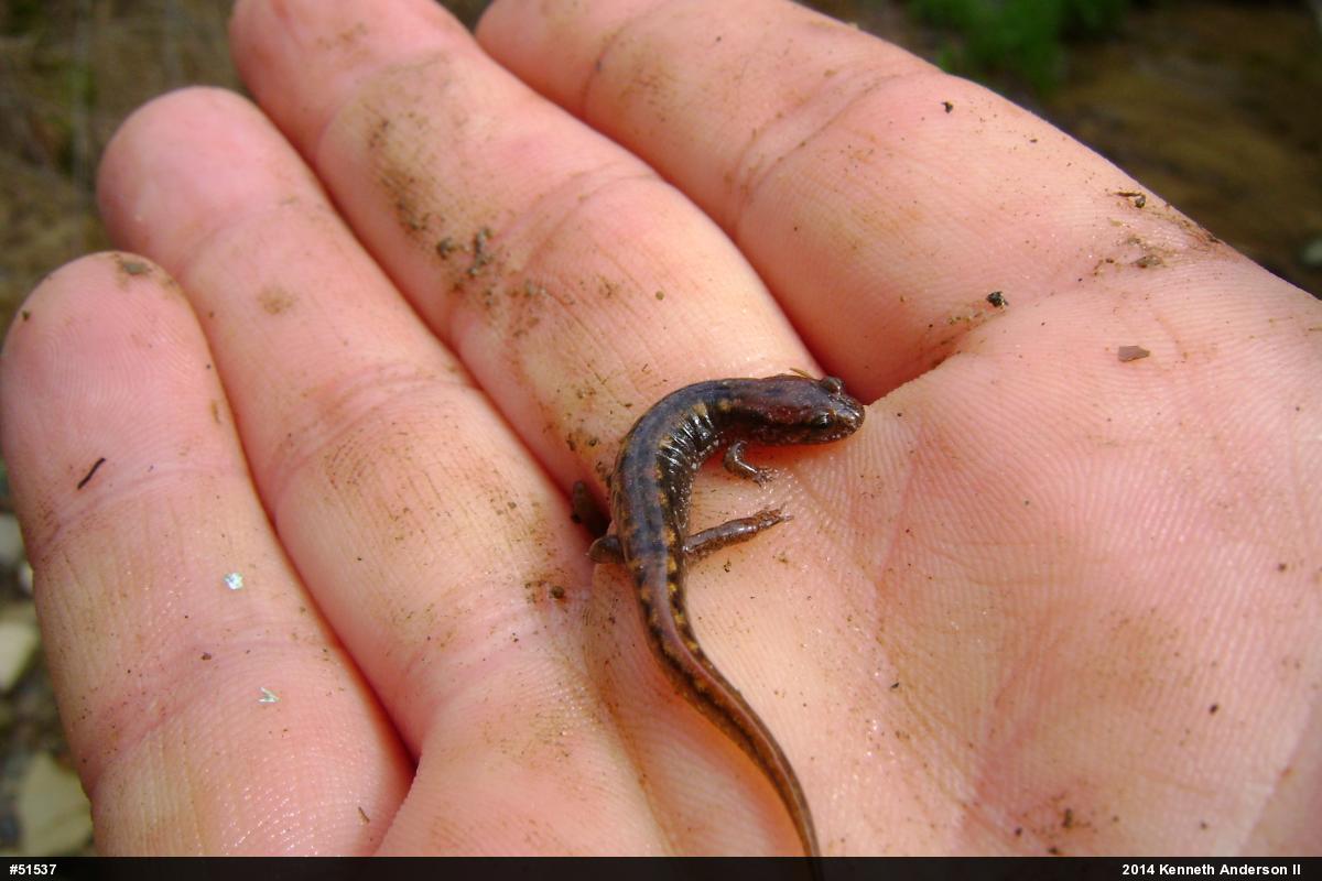 Northern Dusky Salamander