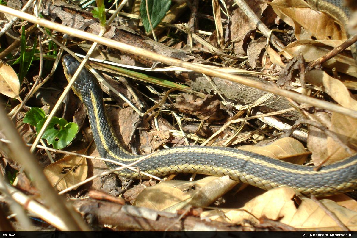 Eastern Gartersnake