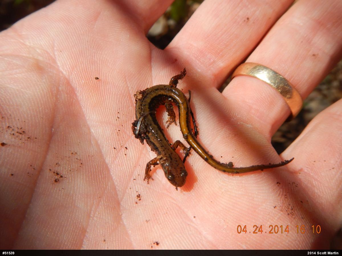 Northern Two-lined Salamander