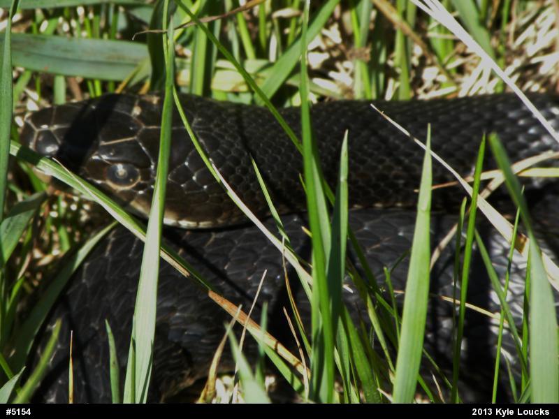 Eastern Ratsnake