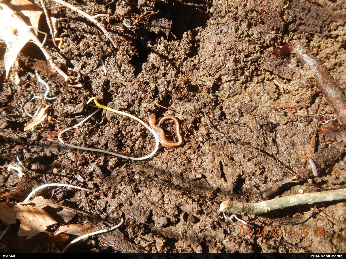 Eastern Red-backed  Salamander
