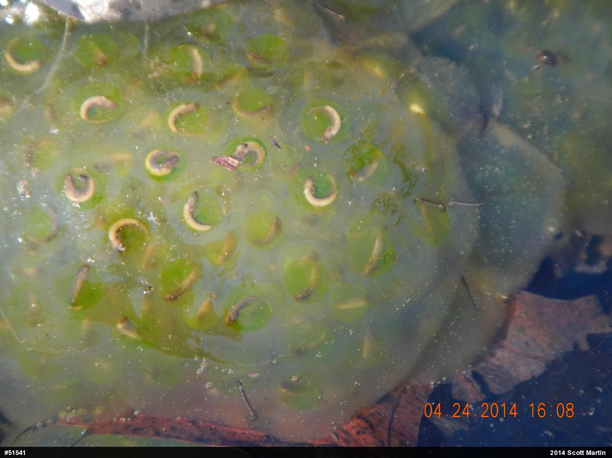 Spotted Salamander