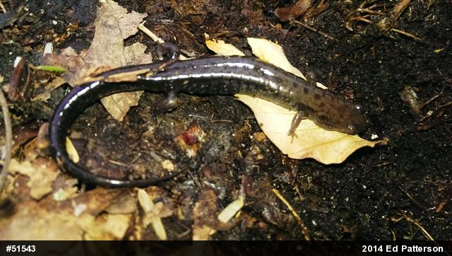 Allegheny Mountain Dusky Salamander