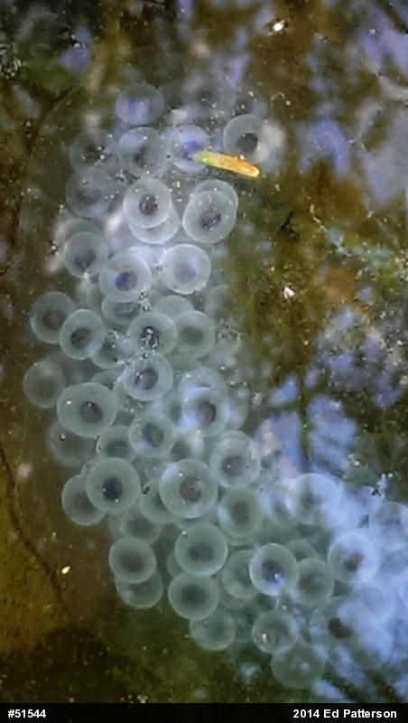 Spotted Salamander
