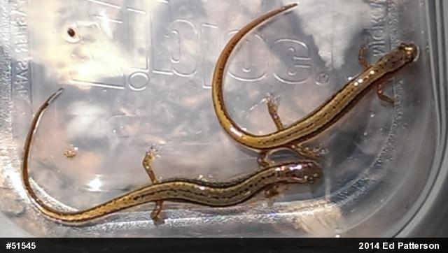 Northern Two-lined Salamander