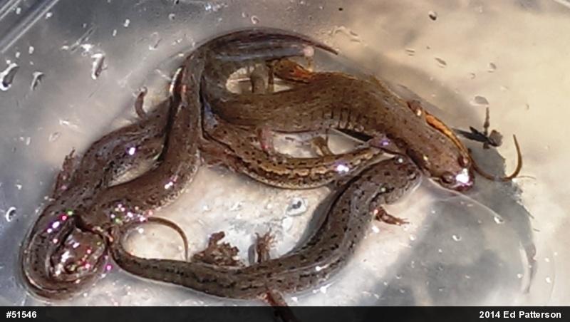 Northern Dusky Salamander