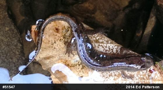 Northern Dusky Salamander