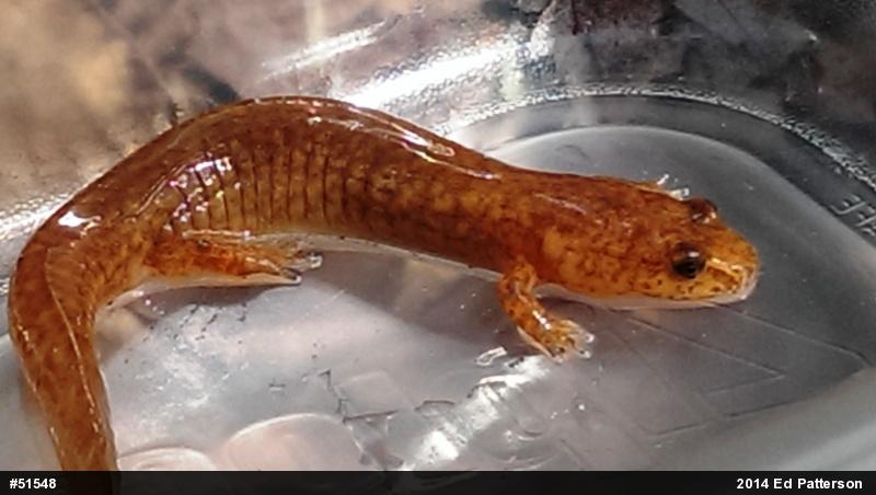 Northern Spring Salamander