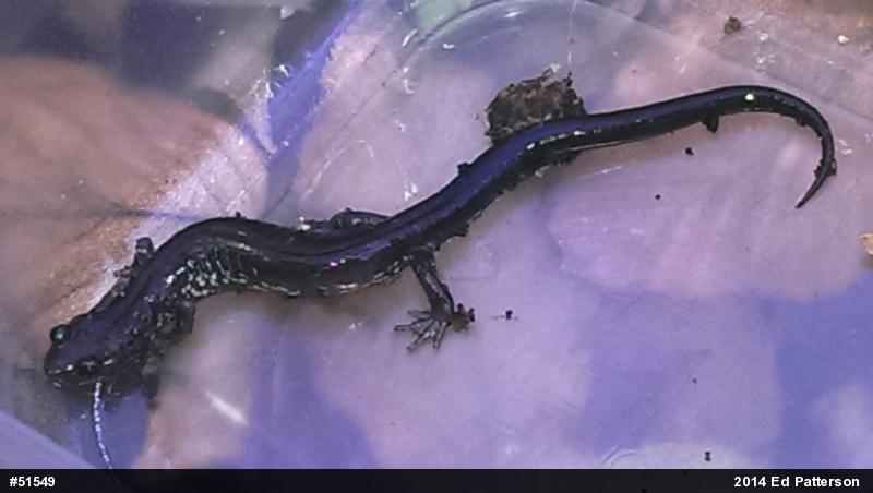 Wehrle's Salamander