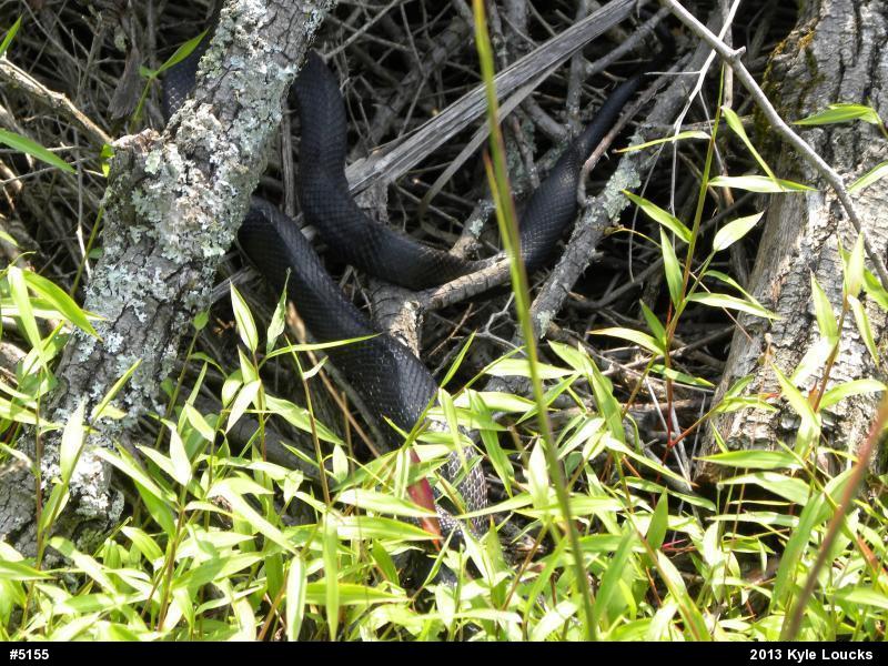 Eastern Ratsnake