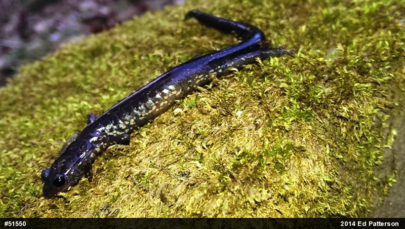 Wehrle's Salamander
