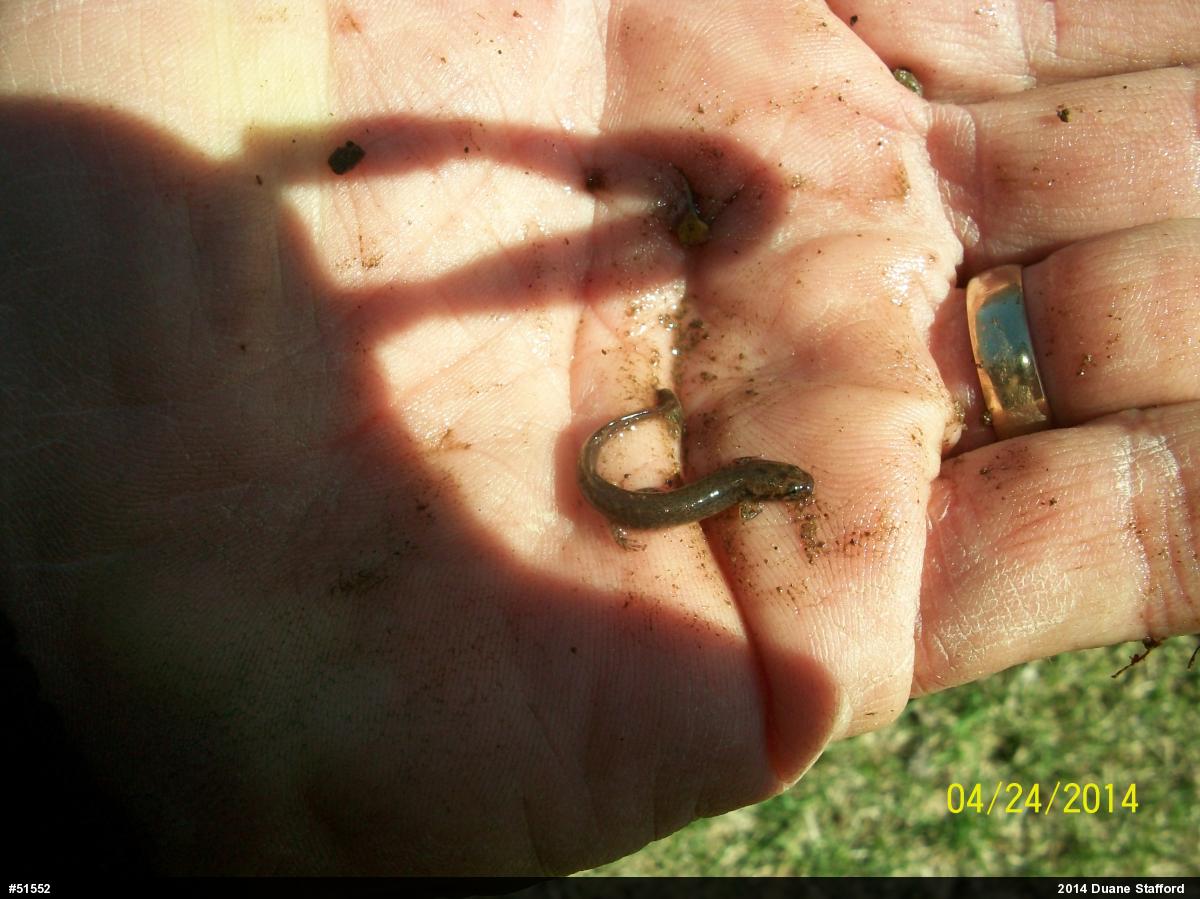 Northern Two-lined Salamander