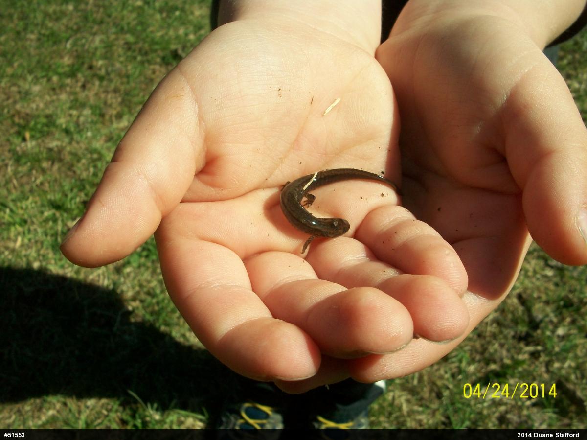 Northern Two-lined Salamander