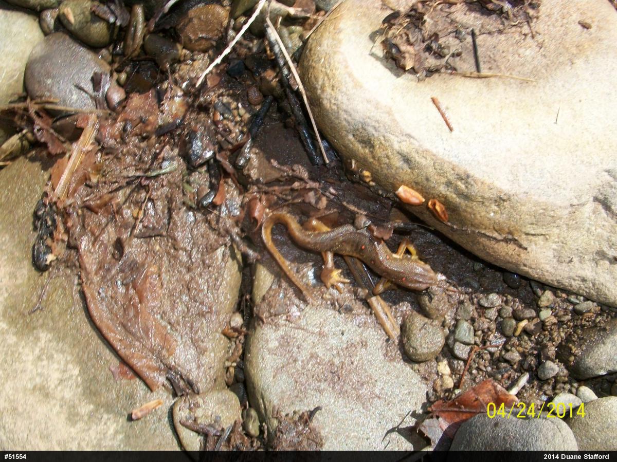 Red-spotted Newt