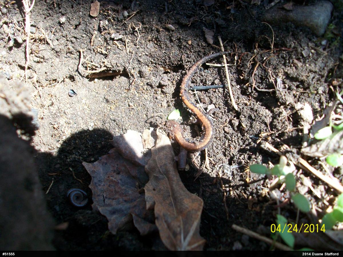 Eastern Red-backed  Salamander