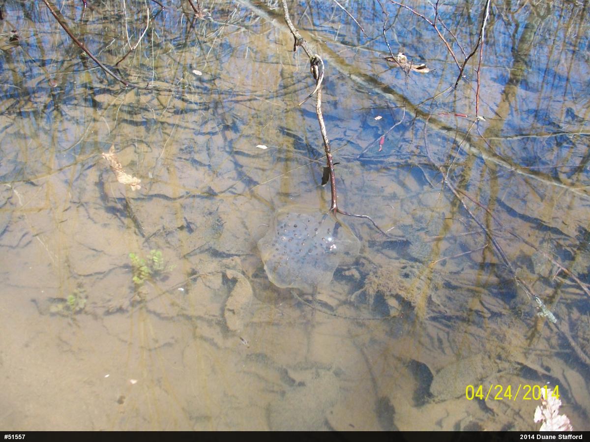 Spotted Salamander