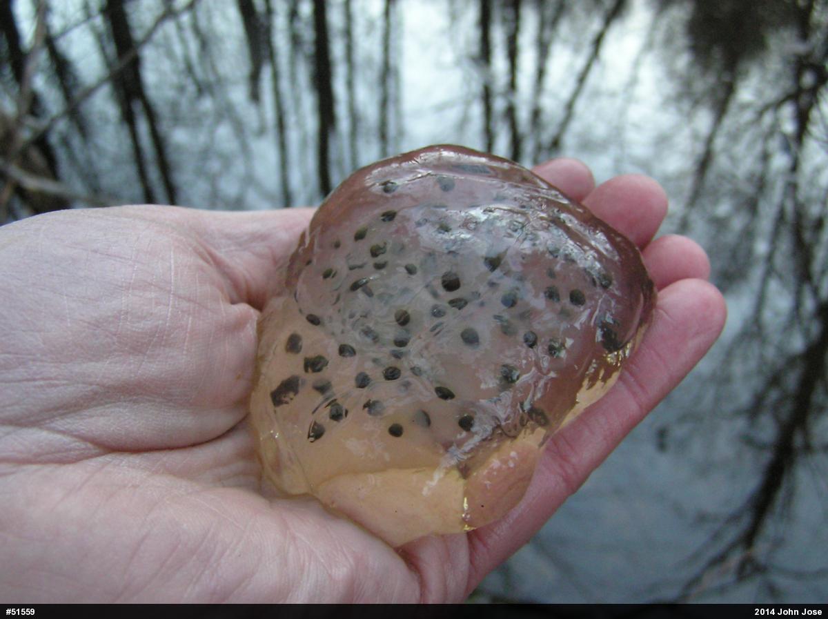 Spotted Salamander