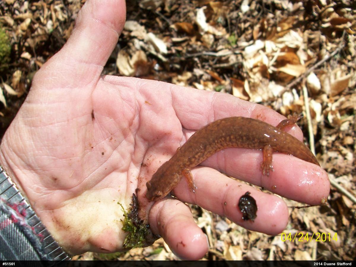Northern Spring Salamander