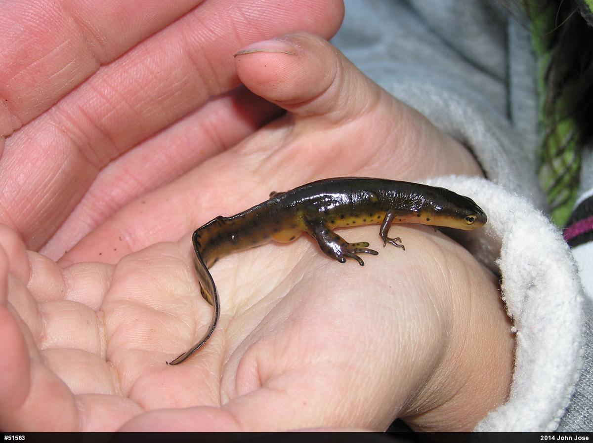 Red-spotted Newt