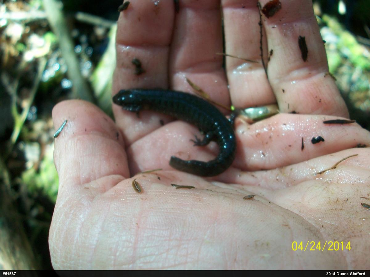 Northern Dusky Salamander