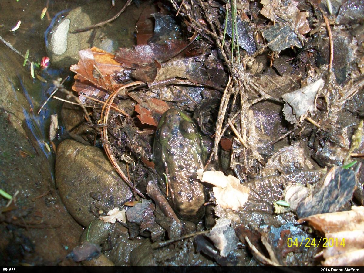 Green Frog