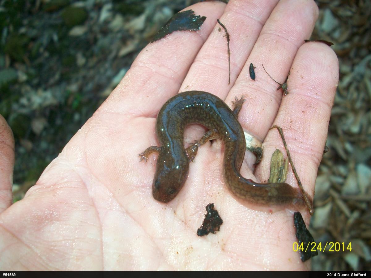 Northern Spring Salamander