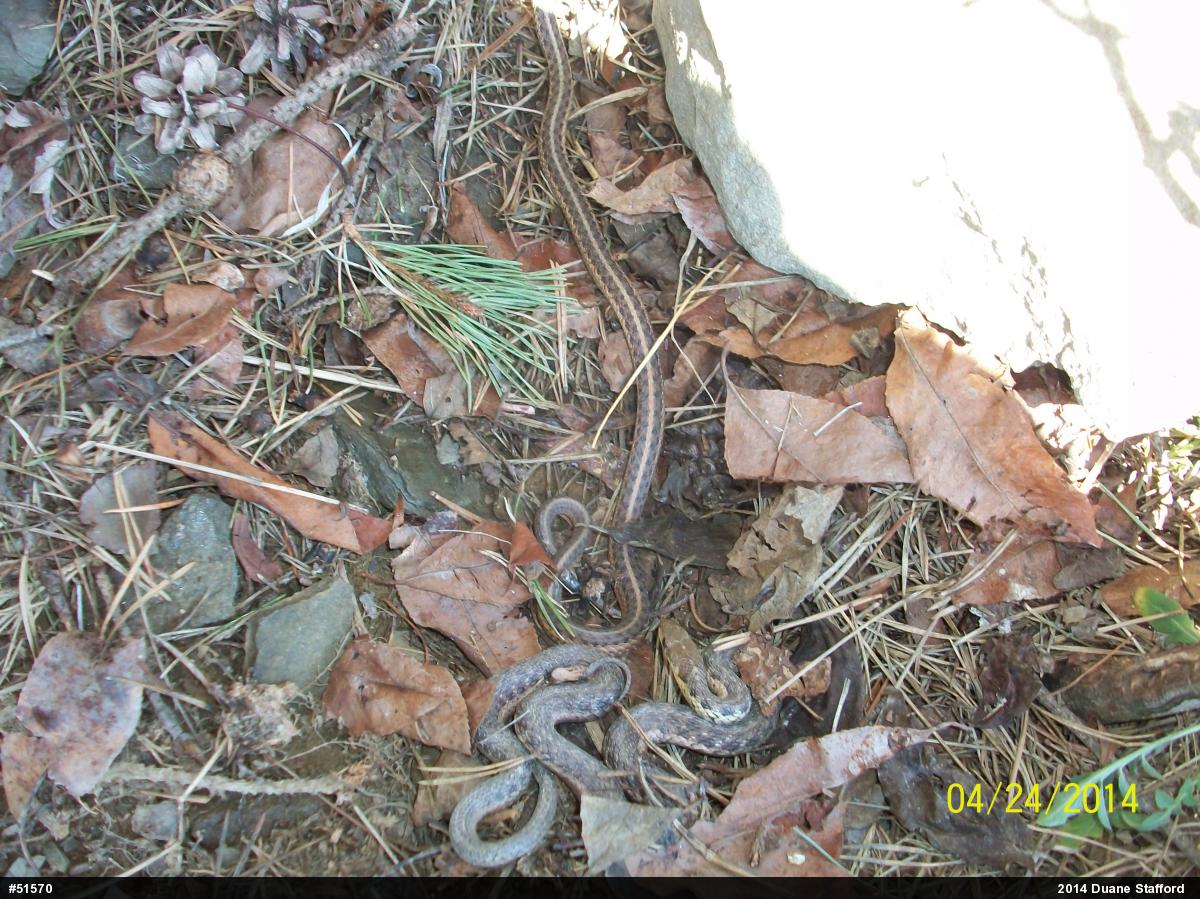 Eastern Gartersnake