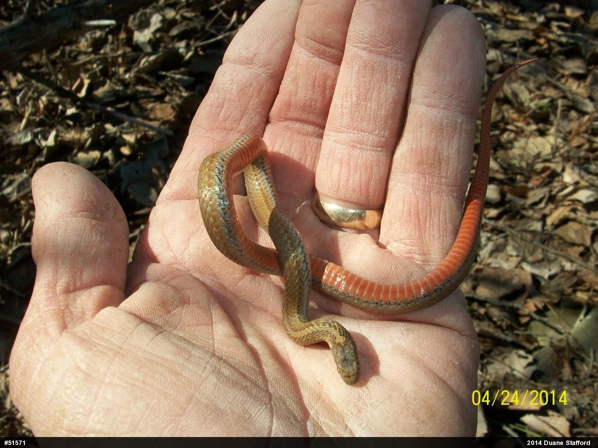 Red-bellied Snake