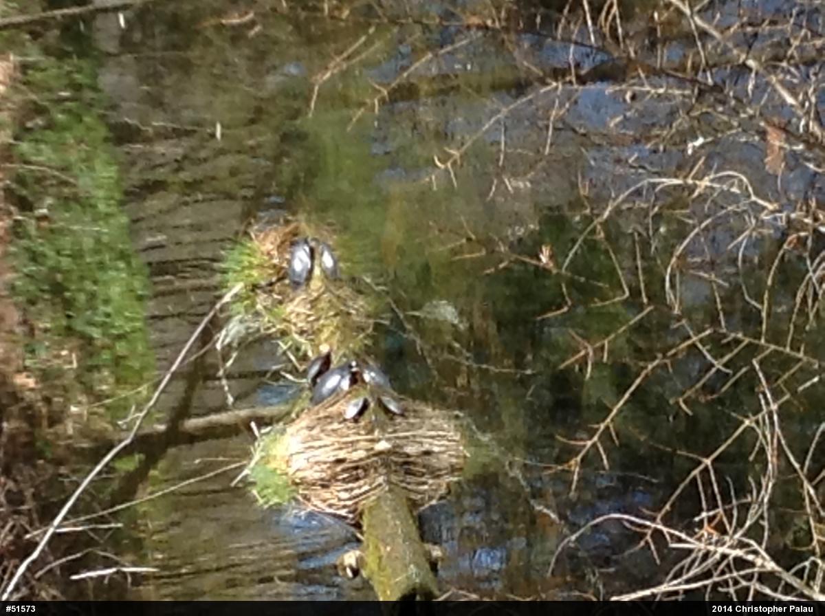 Eastern Painted Turtle