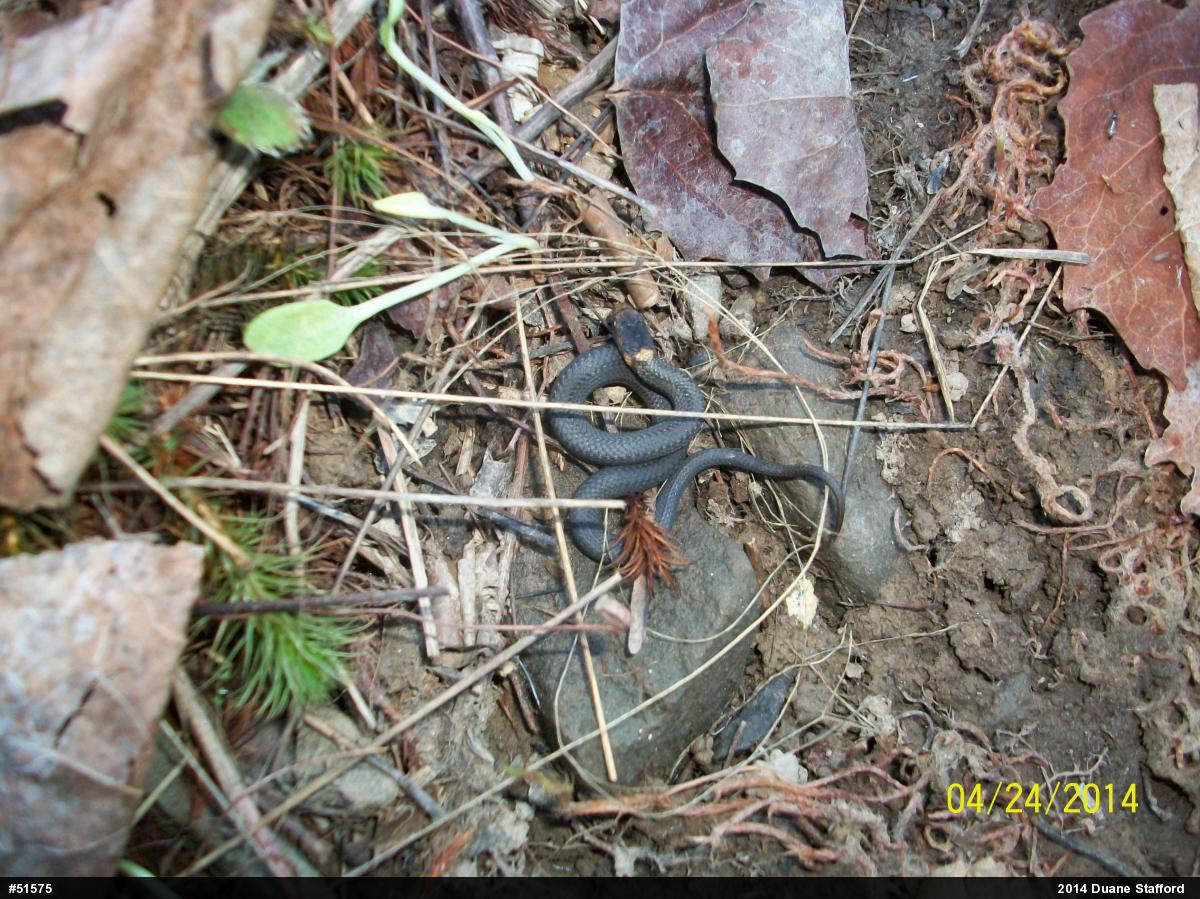 Red-bellied Snake