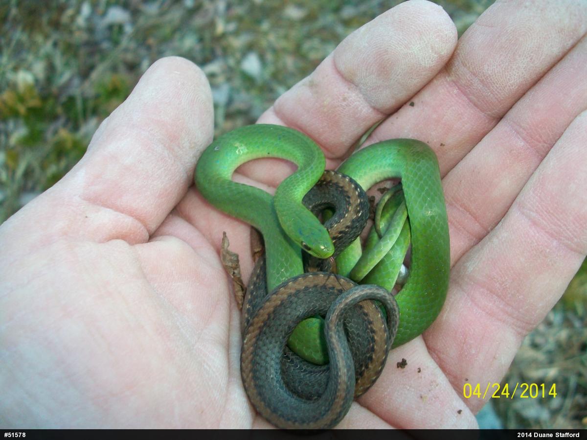 Smooth Greensnake