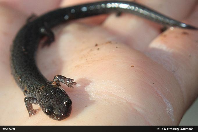 Valley And Ridge Salamander