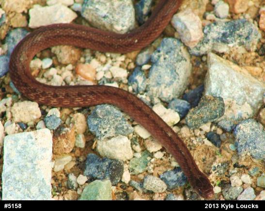 Dekay's Brownsnake