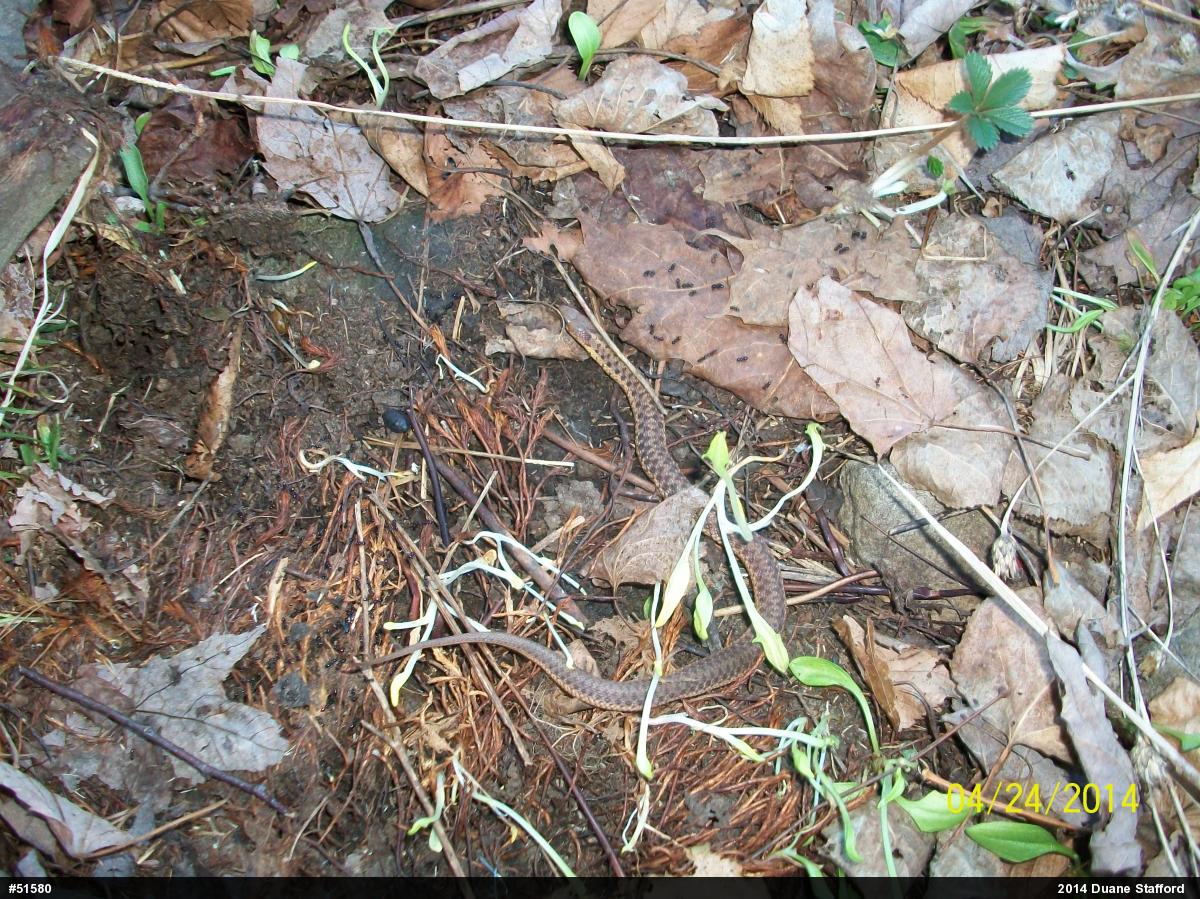 Eastern Gartersnake